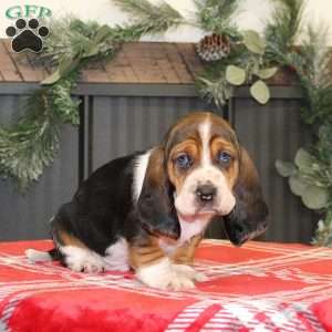 Snoopy, Basset Hound Puppy